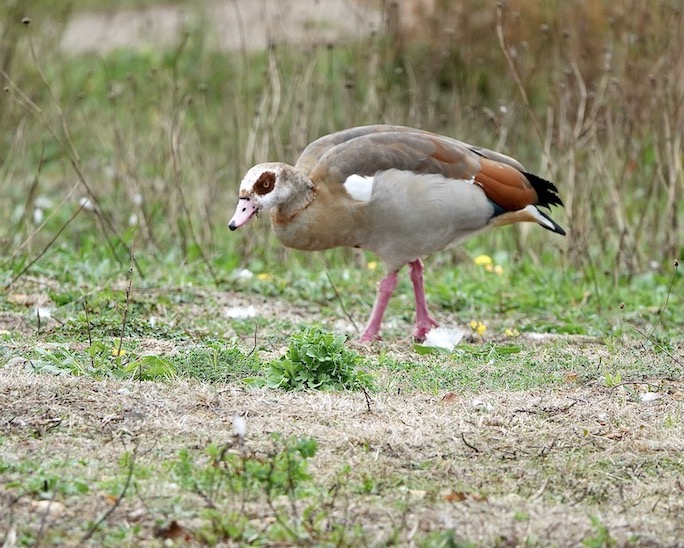 Egyptian goose